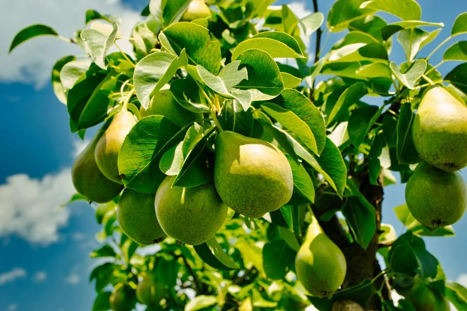 Photo by Олександр К on Pexels