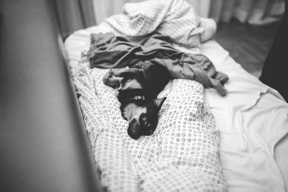 Photo by Karolina Grabowska www.kaboompics.com on Pexels